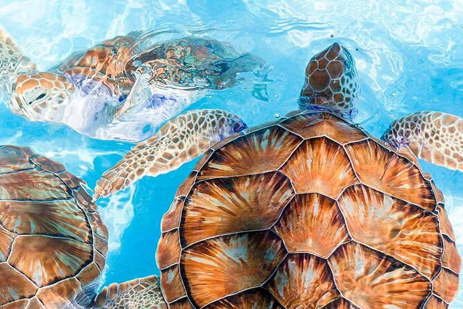 Galle and Bentota Day Tour From Colombo and Negombo - Madu Ganga River Safari: mangroves, aquatic life, and fish foot massage
