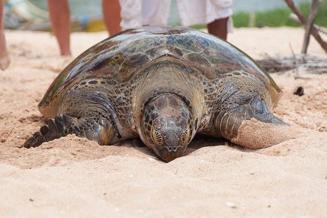 Galle Day Trip From Colombo - The Madu River safari: mangroves, islands, and possible wildlife sightings