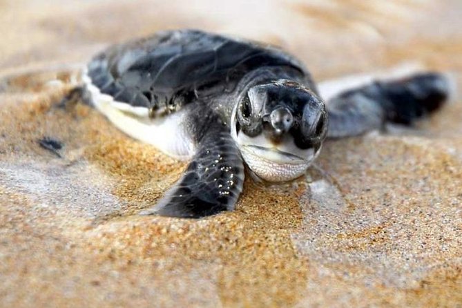Galle Day Trip From Colombo - Logistics you should take seriously before you commit