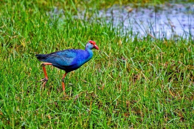 Half Day Tour to Muthurajawela, Lagoon, Dutch Canal and Mangroves - Key highlights before you go