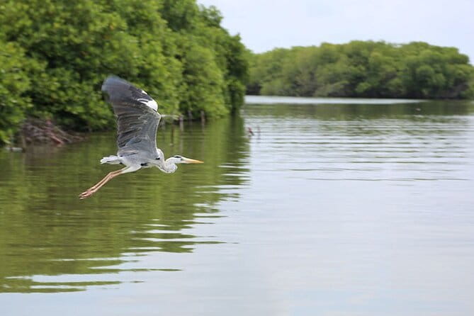 Half Day Tour to Muthurajawela, Lagoon, Dutch Canal and Mangroves - The point of this half-day: Dutch Canal to mangroves without the grind