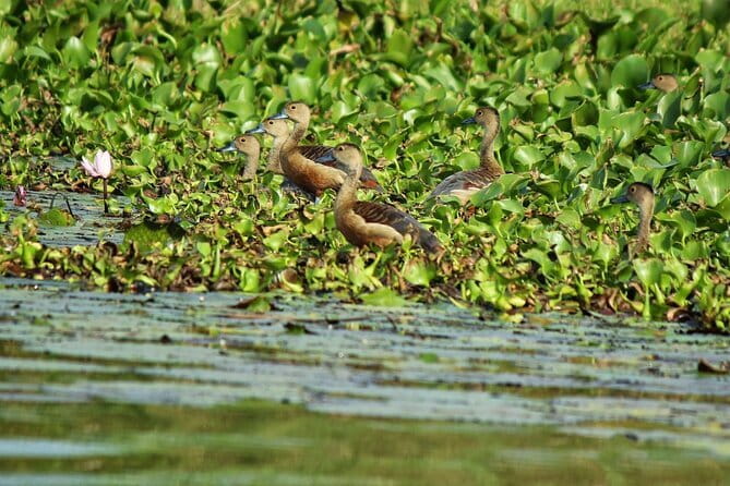 Half Day Tour to Muthurajawela, Lagoon, Dutch Canal and Mangroves - Negombo Lagoon and fishermen: watch the working water, not just the wildlife