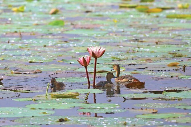 Half Day Tour to Muthurajawela, Lagoon, Dutch Canal and Mangroves - How the timing works in real life: pickup, tuk tuk, then boat-and-watch
