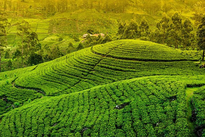 Kandy and Pinnawala Private Day Tour from Colombo/Negombo - Your 7:30 am start: how the day stays manageable