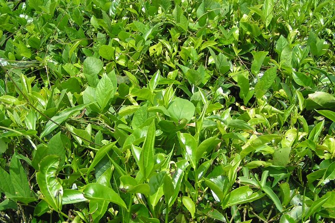 Kandy Full-Day Tour - Susantha Spice and Herbal Garden: Ayurveda in Plain English