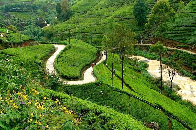 Kandy & Nuwara Eliya | 2 Days Tour - Spice Garden morning: head massage, spices, and the real reason Ayurveda matters
