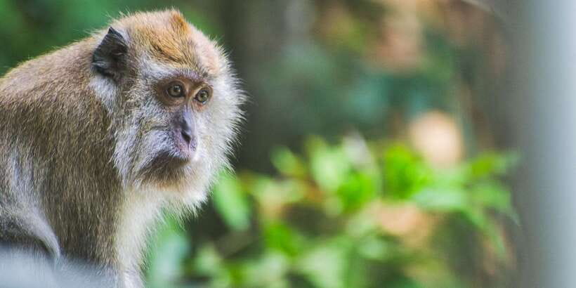 Lagoon Tour to Monkey Island in Negombo - Key Things to Know Before You Go