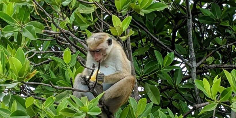 Lagoon Tour to Monkey Island in Negombo - Negombo Makes This a Convenient Sri Lanka Stop