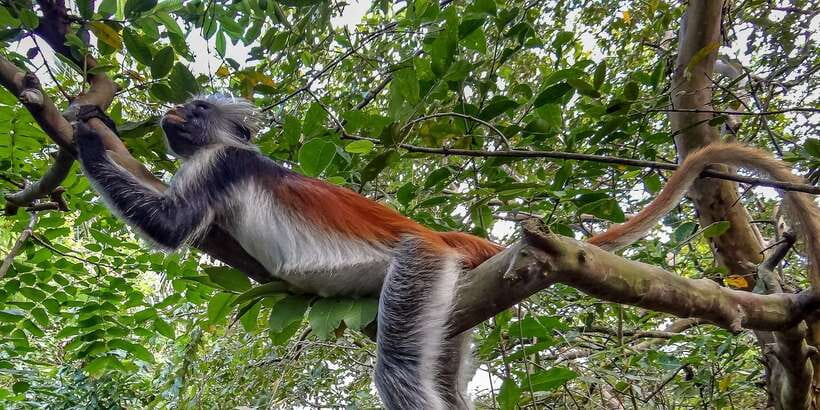 Lagoon Tour to Monkey Island in Negombo - Monkey Island: Spotting Monkeys and Joining the Feeding Moment