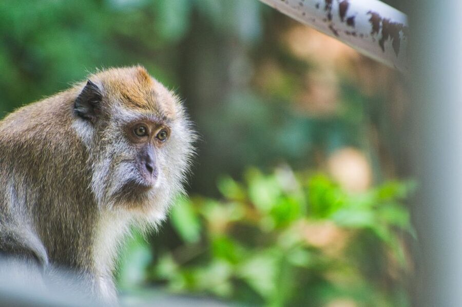Lagoon Tour to Monkey Island in Negombo - Guides, Language, and the Private Group Advantage