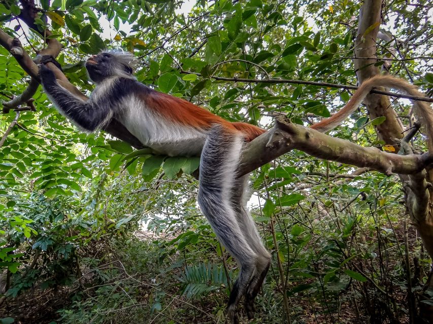 Lagoon Tour to Monkey Island in Negombo - Who This Tour Fits Best, and Who Might Want Something Else