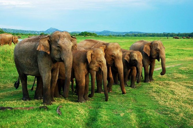 Minneriya Elephant Safari wth Sigiriya & Dambulla Cave Temples Full Day Tour - The Negombo to Minneriya Drive: The Part You Don’t Want to DIY