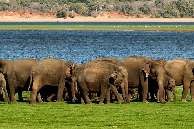 Minneriya Elephant Safari wth Sigiriya & Dambulla Cave Temples Full Day Tour - Minneriya National Park: Jeep Safari Time with Fewer Dead-Ends