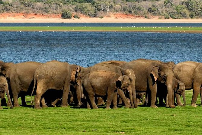 Minneriya Elephant Safari wth Sigiriya & Dambulla Cave Temples Full Day Tour - Dambulla Cave Temple: A Short Stop That Can Feel Like the Calm Chapter