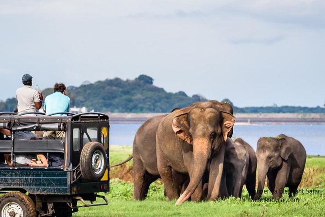 Minneriya Elephant Safari wth Sigiriya & Dambulla Cave Temples Full Day Tour - Guide Quality: Why Mr Tharaka Gets Mentioned