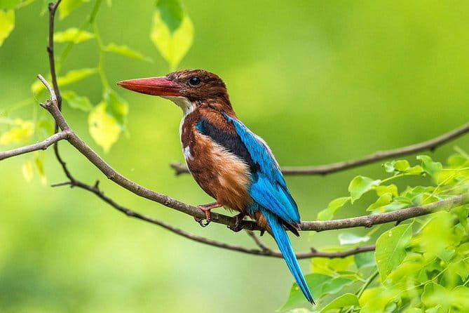 Muthurajawela Bird Watching Tour From Colombo & Negombo - Key highlights to look for