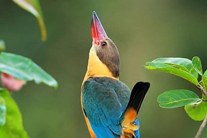 Muthurajawela Bird Watching Tour From Colombo & Negombo - Why Muthurajawela is a bird magnet, not just a boat ride