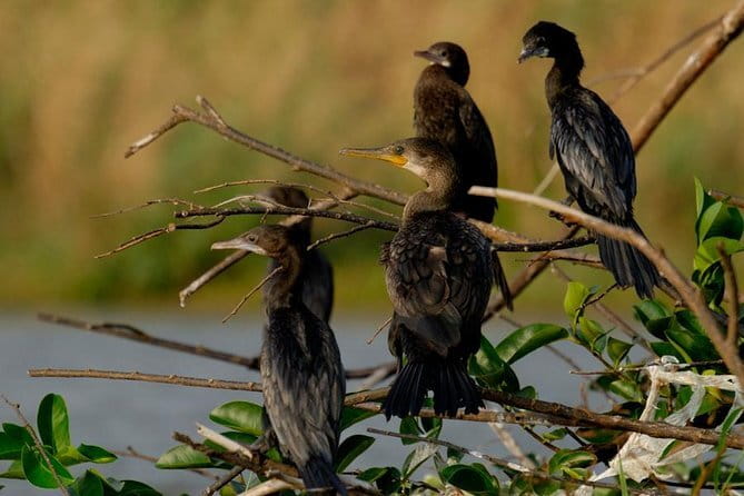 Muthurajawela Bird Watching Tour From Colombo & Negombo - Private boat time with a bird guide, and how to make it pay off
