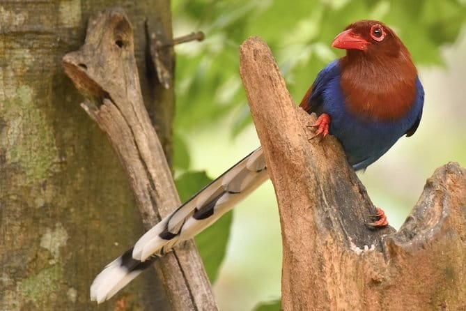 Muthurajawela Bird Watching Tour From Colombo & Negombo - Other wildlife and the wetland ecosystem you are moving through