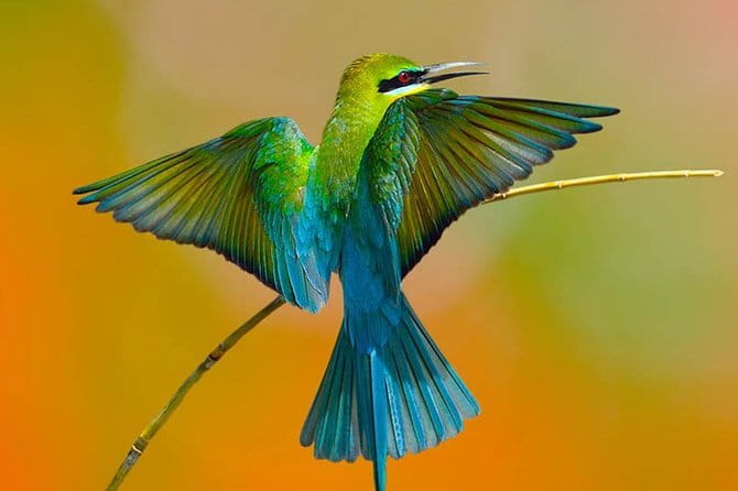Muthurajawela Bird Watching Tour From Colombo & Negombo - Getting there smoothly from Colombo or Negombo