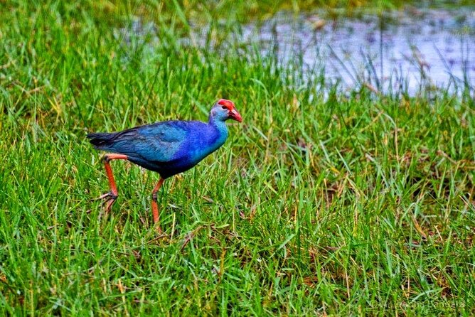 Muthurajawela Bird Watching Tour from Negombo / Colombo - What you may spot: slender loris and 100+ birds, plus how to improve your odds