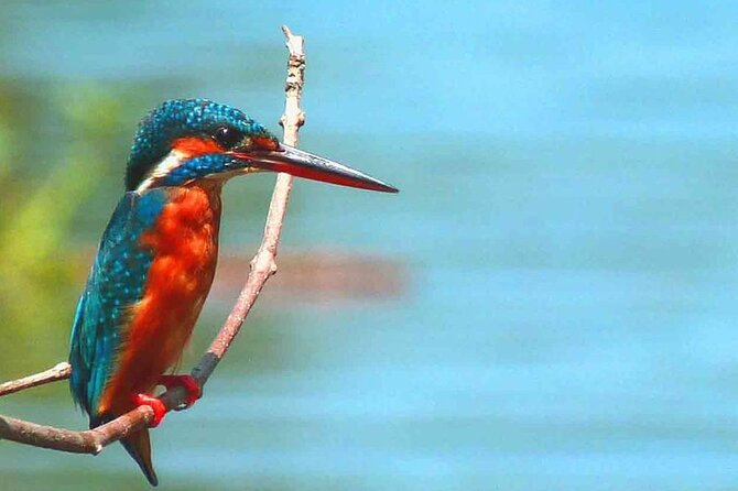 Muthurajawela Bird Watching Tour from Negombo / Colombo - Small details that make a big difference on birdwatching days