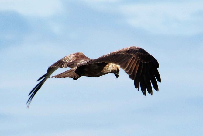 Muthurajawela Bird Watching Tour from Negombo / Colombo - On the water at 8:00: guide intro, safety, then serious birdwatching