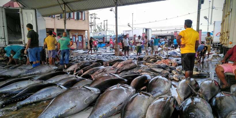 Negombo: Fishing Village Highlights Private Tour by Tuk Tuk - First Stop: The Negombo Fish Market (And What You’ll Notice)