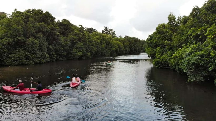 Negombo: Guided Kayaking Tour in the Lagoon - Mangrove Channels, Narrow Passages, and Monkey Island Stops