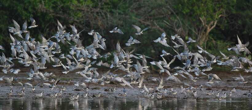 Negombo: Hamilton Canal to Colombo by Boat via Muthurajawela - Stop 2: Negombo Lagoon, mangroves, fishing life, and bird spotting