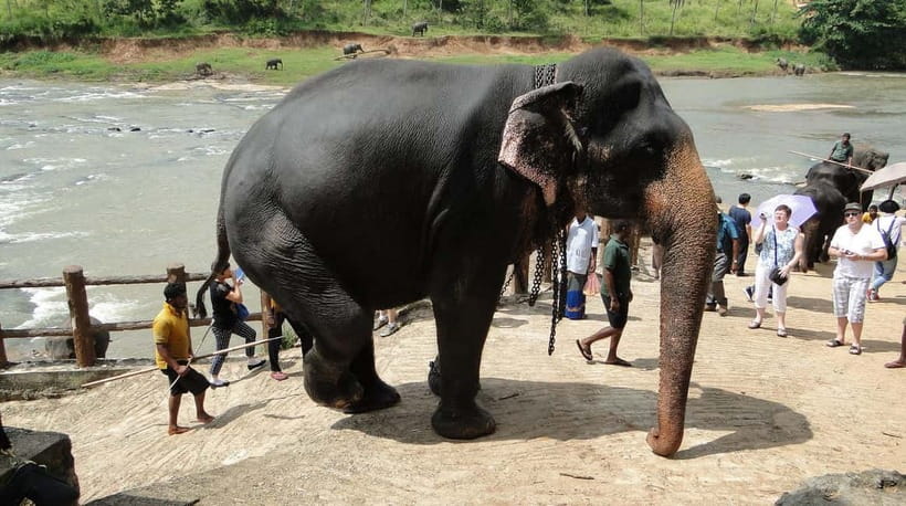 Negombo: Kandy and Pinnawala Elephant Orphanage Day Tour - Should you book this Negombo to Kandy and Pinnawala day tour?