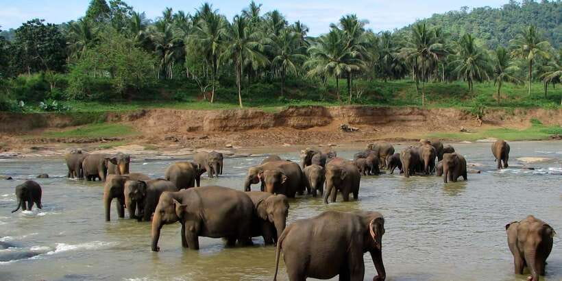 Negombo: Kandy and Pinnawala Elephant Orphanage Day Tour - From Negombo or Colombo, a full day built around location