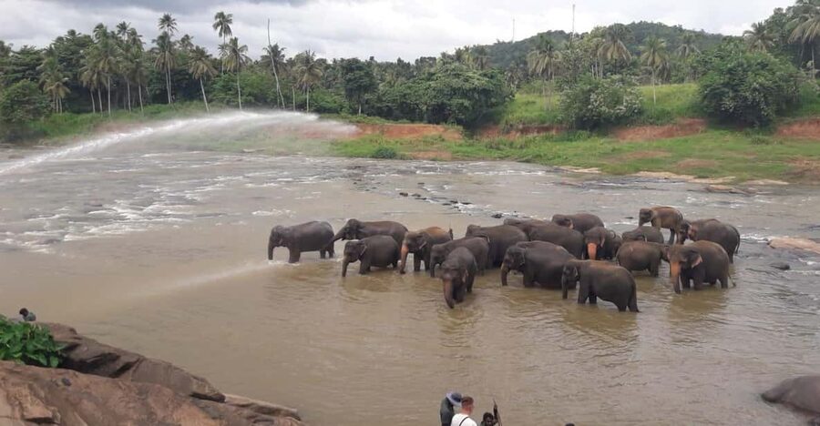 Negombo: Kandy and Pinnawala Elephant Orphanage Day Tour - Kandy viewpoint, market time, and a gem museum lesson