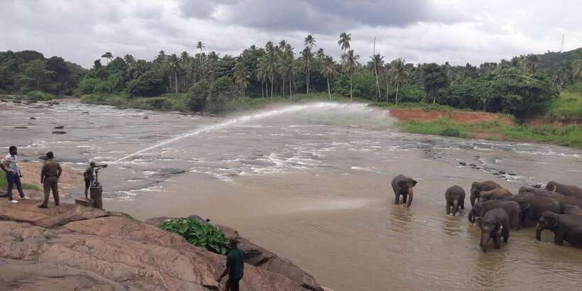 Negombo: Kandy and Pinnawala Elephant Orphanage Day Tour - Pinnawala Orphanage and the herbal garden walk