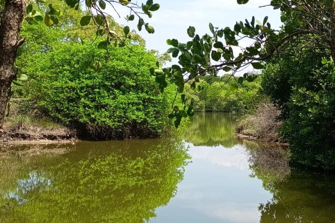 Negombo Lagoon Boat Safari Hotel Pickup(Monkey,Mangrove) - Monkey and mangrove moments, the highlight that needs respect