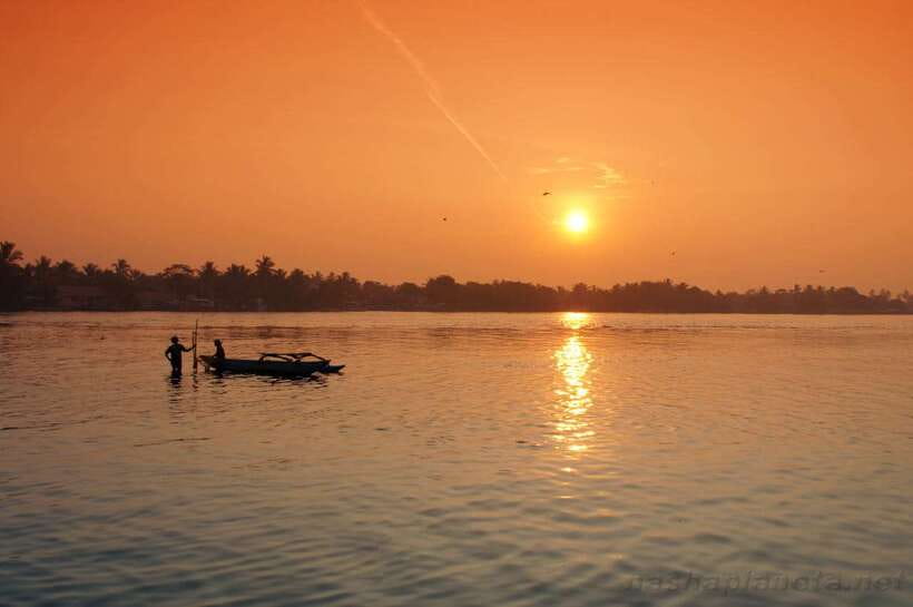 Negombo Lagoon (Mangrove ) Boat Excursion - Negombo Lagoon mangroves, where the water is the main character