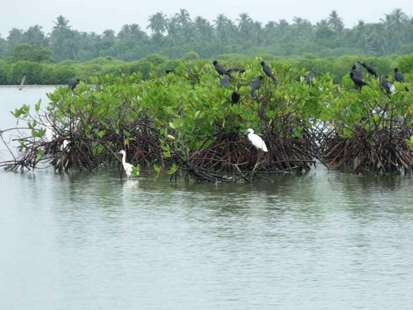 Negombo Lagoon (Mangrove ) Boat Excursion - Price and value: $120 per group up to 3 is about the private pace