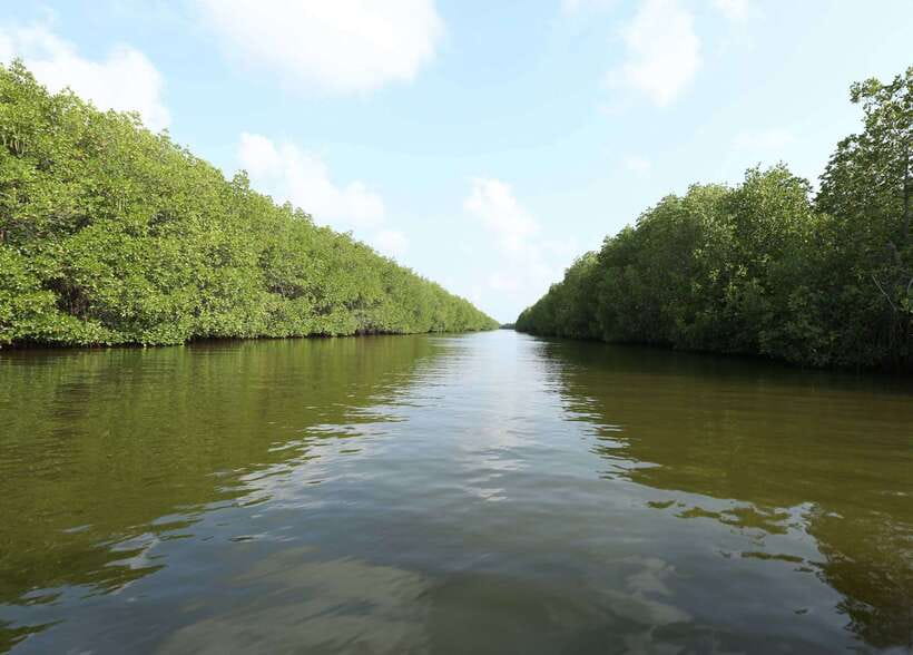 Negombo Lagoon (Mangrove ) Boat Excursion - Who this mangrove lagoon boat excursion is best for