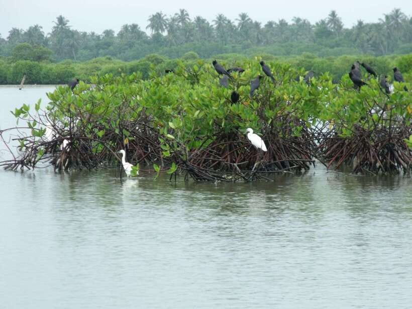 Negombo Lagoon (Mangrove ) Boat Excursion - Getting from Negombo to the canal area without turning it into a slog