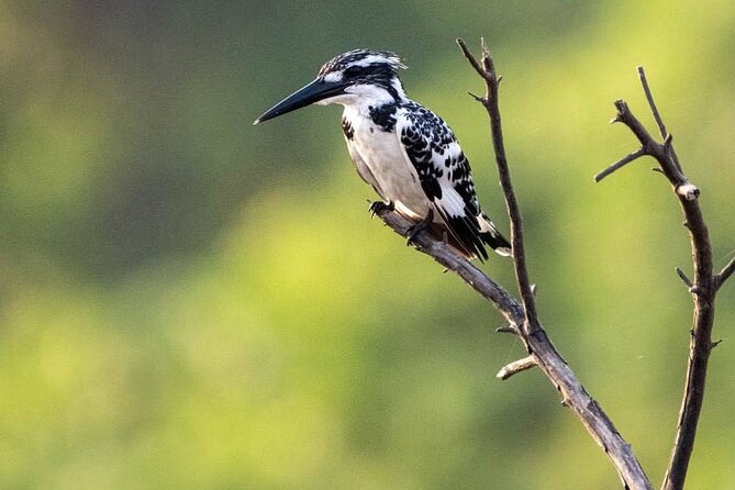 Negombo Lagoon & Muthurjawela Bird Watching Boat Tour - Price And Timing: Does $45 Per Person Make Sense?