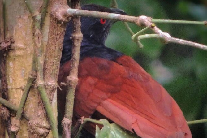 Negombo Lagoon & Muthurjawela Bird Watching Boat Tour - Where You Meet And How Long You’ll Be Out
