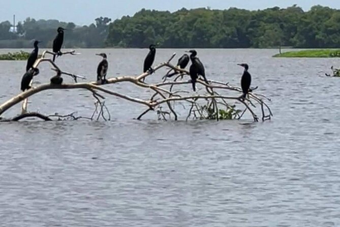 Negombo Lagoon & Muthurjawela Bird Watching Boat Tour - What This Tour Is Best For (And What Might Not Fit)