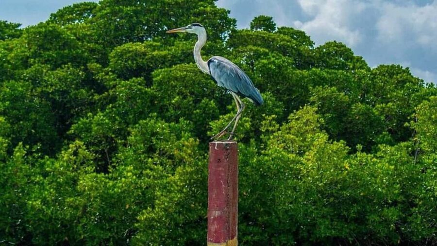 Negombo Private Tour: Market, Temples & Canal - Angurukaramulla Temple and Other Sacred Spaces