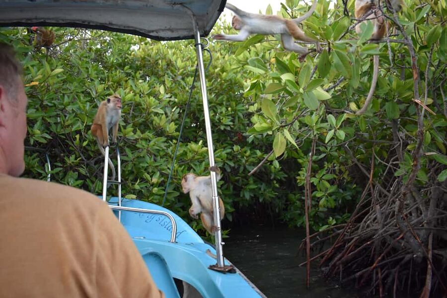 Negombo: Sunset lagoon boat tour with hotel transfers - Traditional fishermen on rowing boats, right where you’re watching