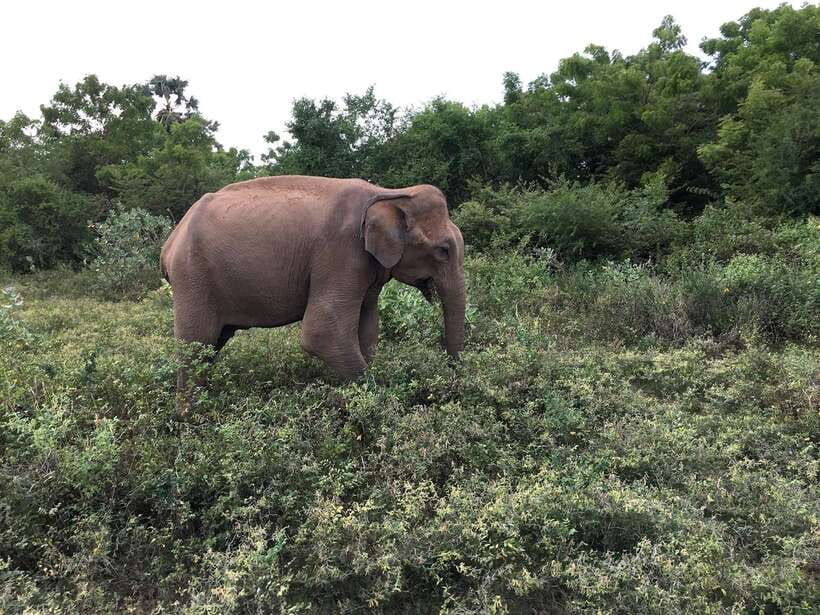 Overnight Treehouse Safari at Yala National Park - Food, drinks, and the camp routine you will notice