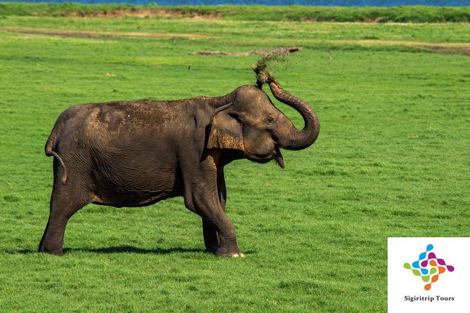 Personal Driver For Your Two Weeks Round Tour In Sri Lanka - Wildlife blocks in Minneriya, Udawalawe, Yala, Kaudulla, and Wilpattu