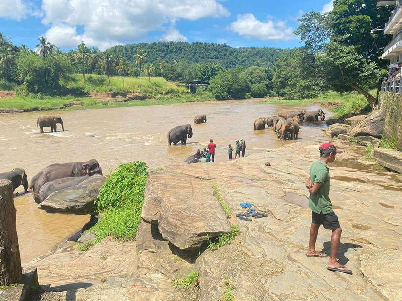 Pinnawala,Kandy Day Tour from Colombo/Negombo - Kandy viewpoint and Temple of the Tooth timing