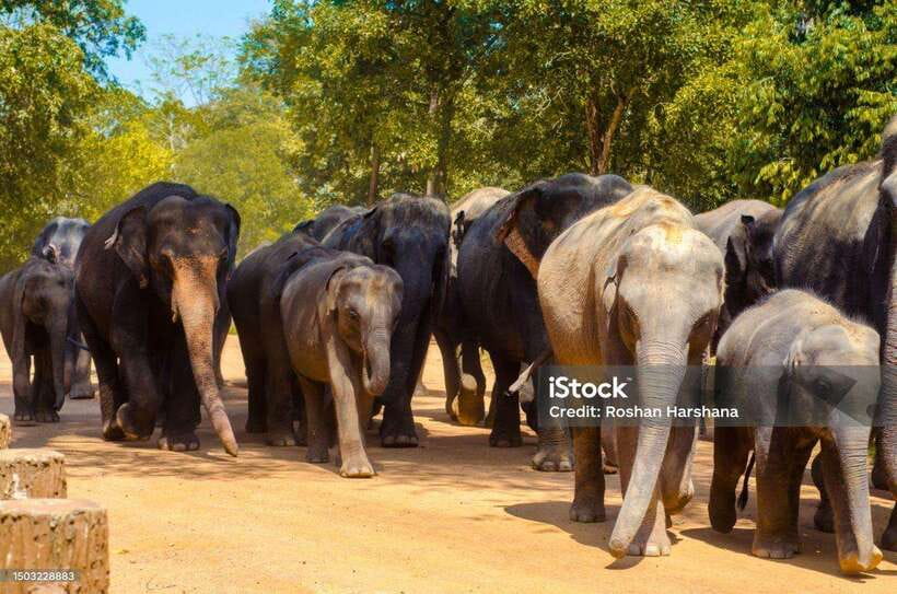 Pinnawala,Kandy Day Tour from Colombo/Negombo - Price and logistics: what $62 really includes