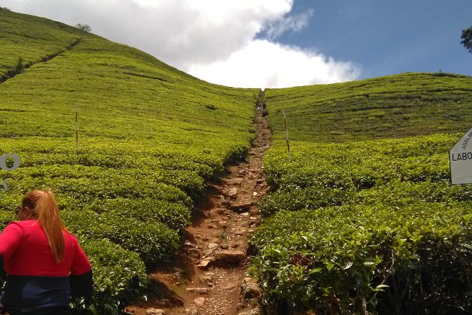 Private all inclusive Day tour Kandy, Pinnawala, & your own selected attractions - Geragama Tea Factory and Ceylon Tea Time That Actually Feels Like Tea Country