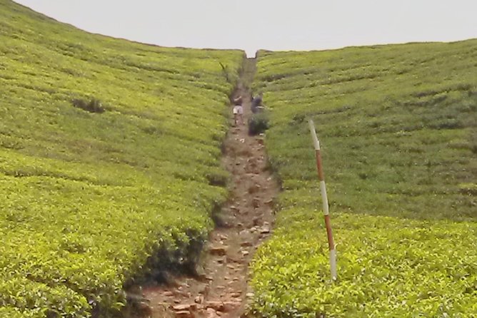 Private Day trip Kandy & pinnawala with your selected attractions - How the Colombo to Kandy and Pinnawala day trip really runs